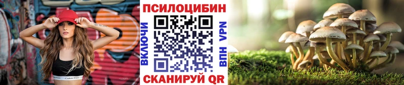 Купить  Кадников  Галлюциногенные грибы MAGIC MUSHROOMS 